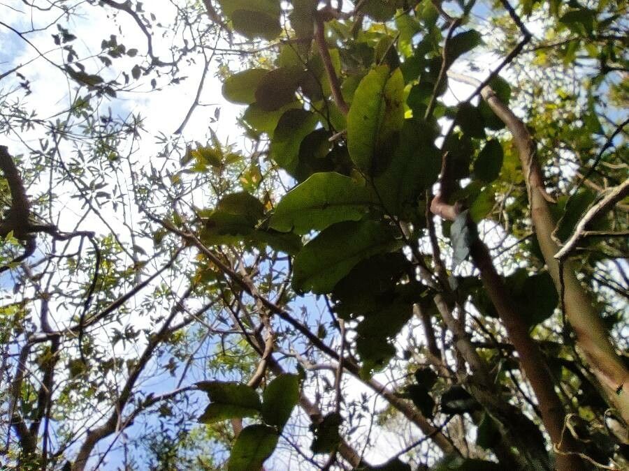 Diospyros borbonica — houseplant care guide