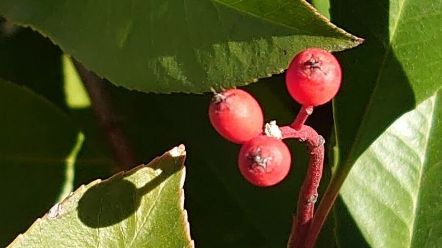 Photinia serrulata fruit