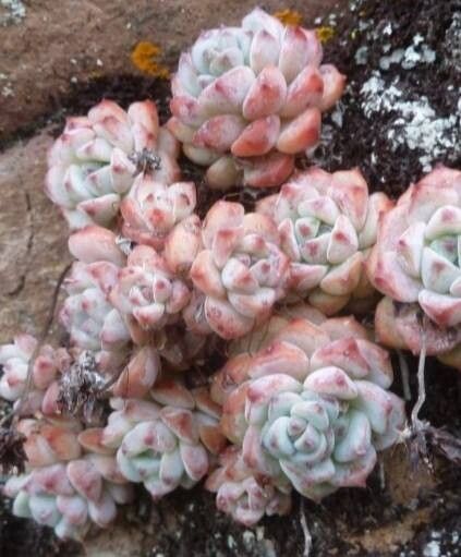 Sedum perezdelarosae — houseplant care guide