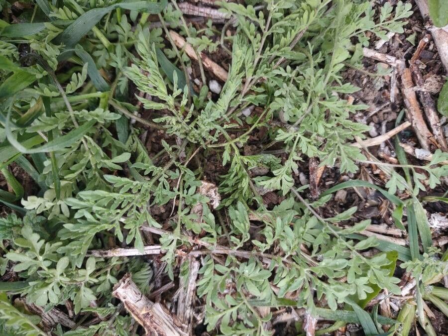 Descurainia pinnata leaf