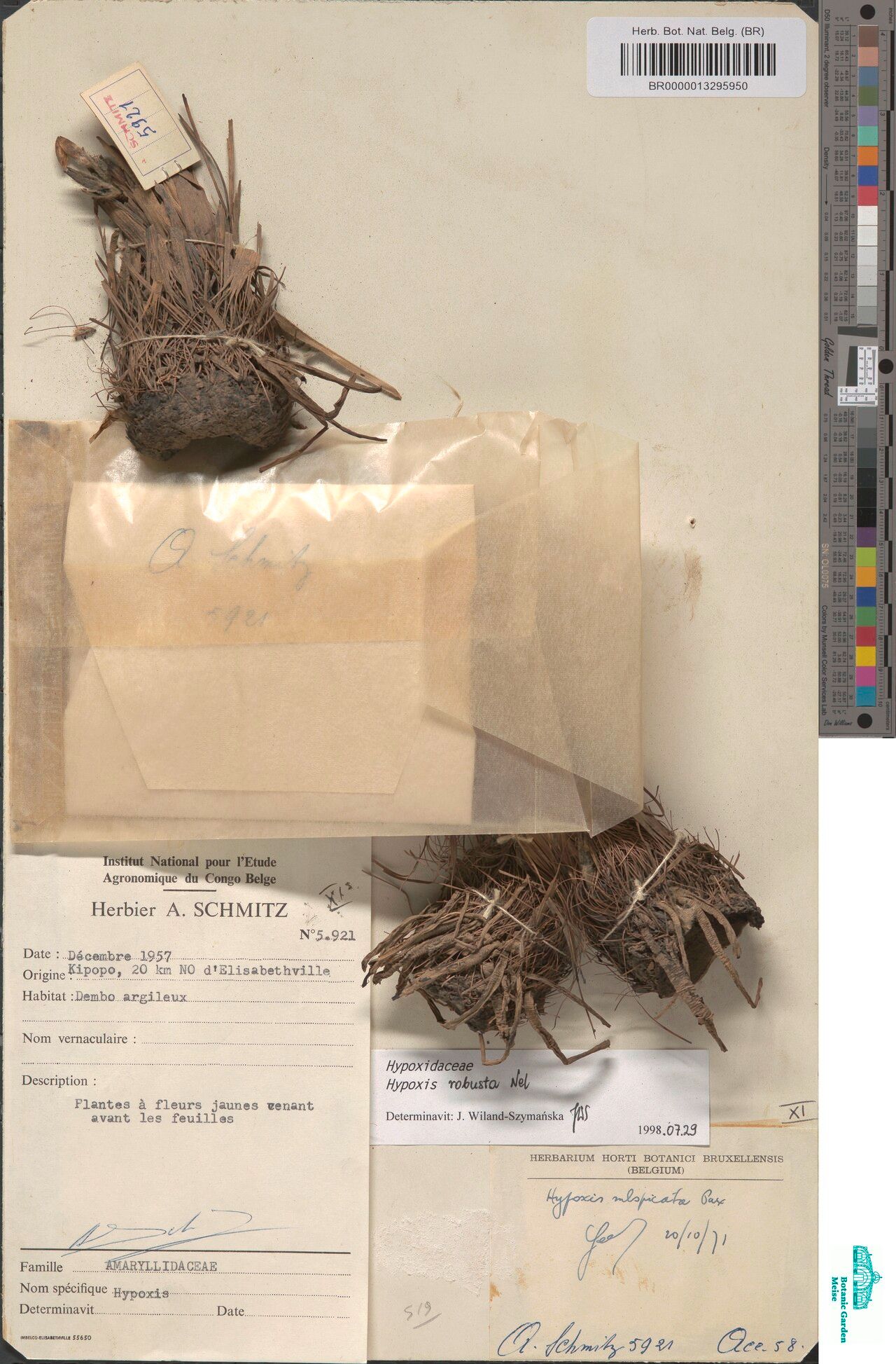 Hypoxis robusta — search result for 'Hypoxis'