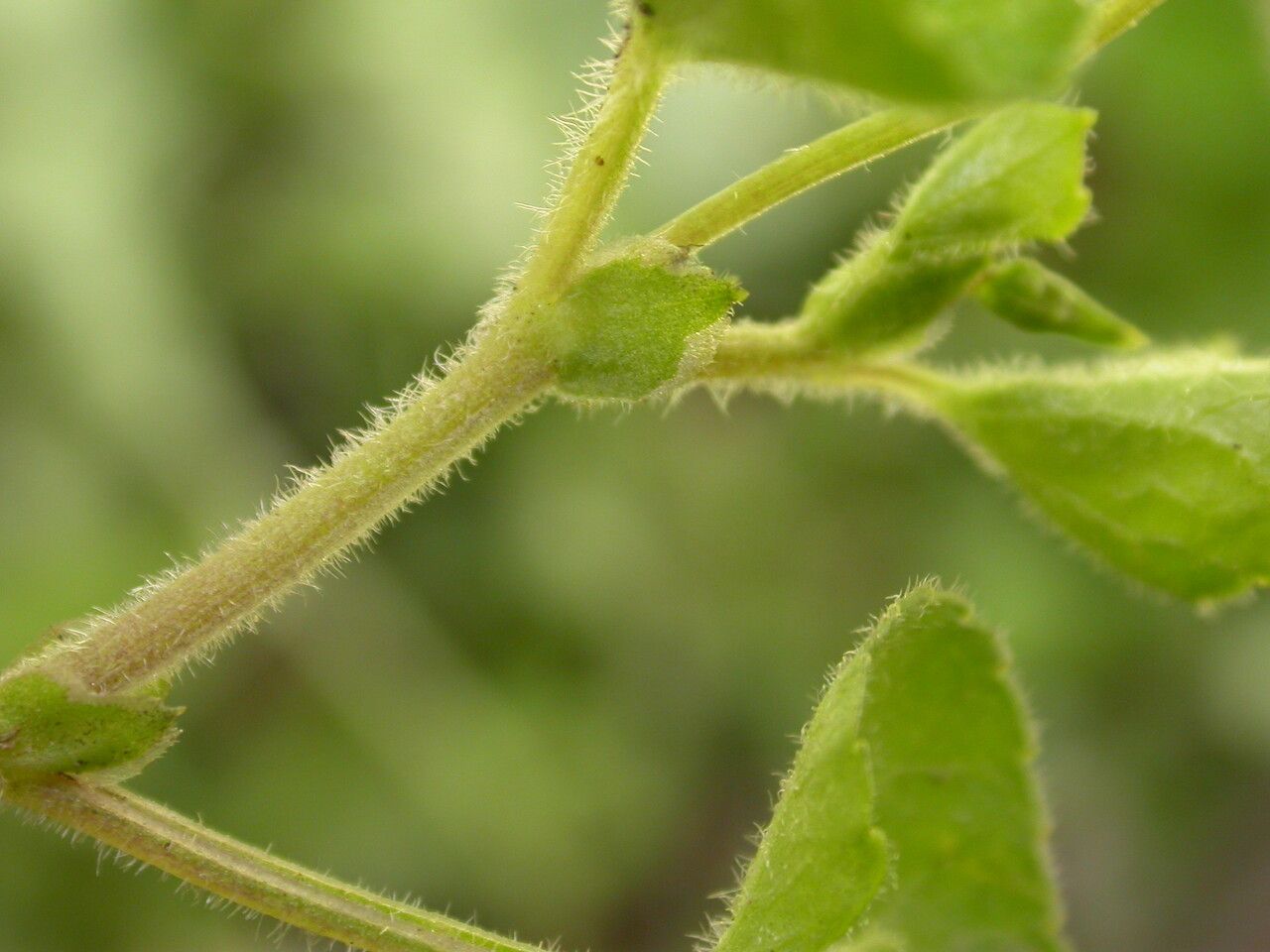 Elatostema obtusum — houseplant care guide