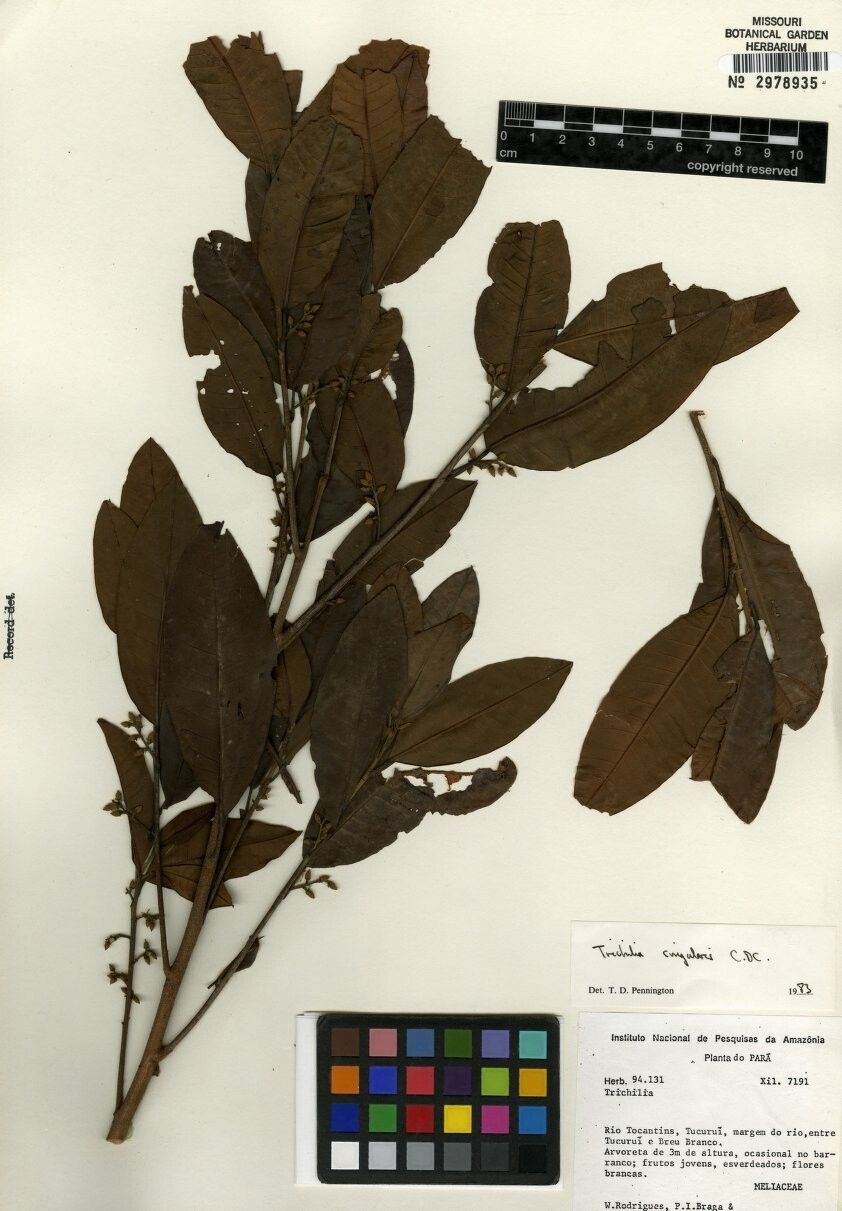 Trichilia singularis — houseplant care guide