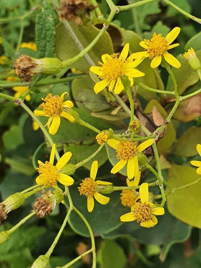Cineraria deltoidea flower