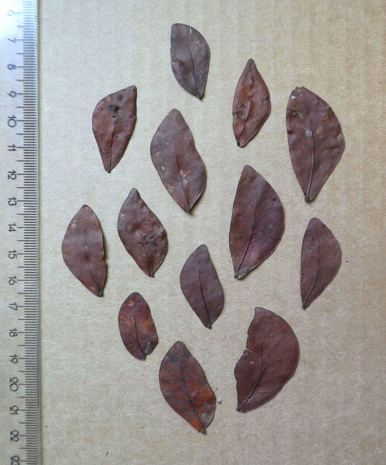 Newtonia aubrevillei — related species from the same genus