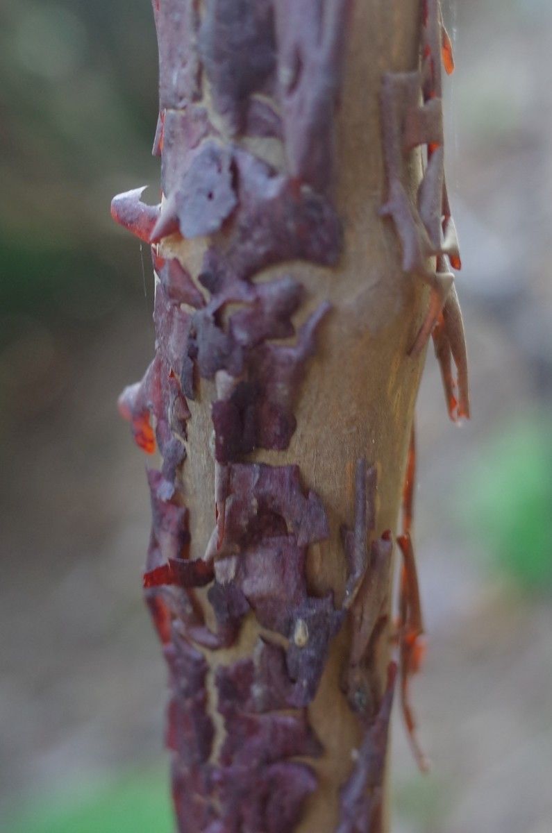 Rhododendron hodgsonii bark