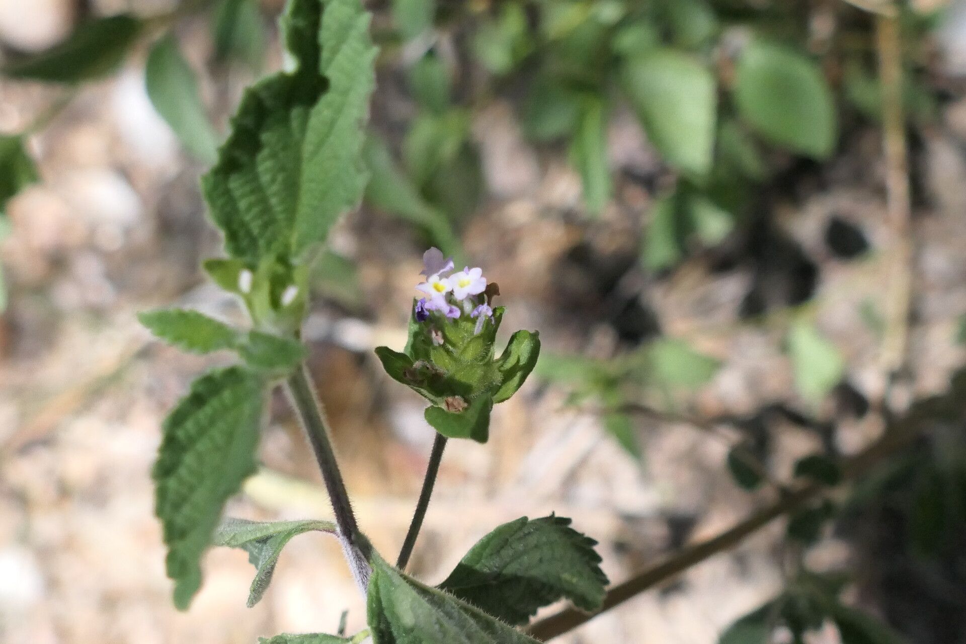 Lantana angolensis flower