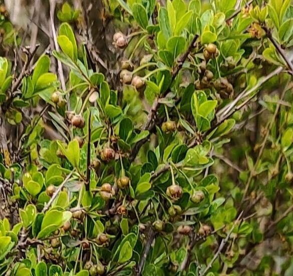 Flueggea tinctoria fruit