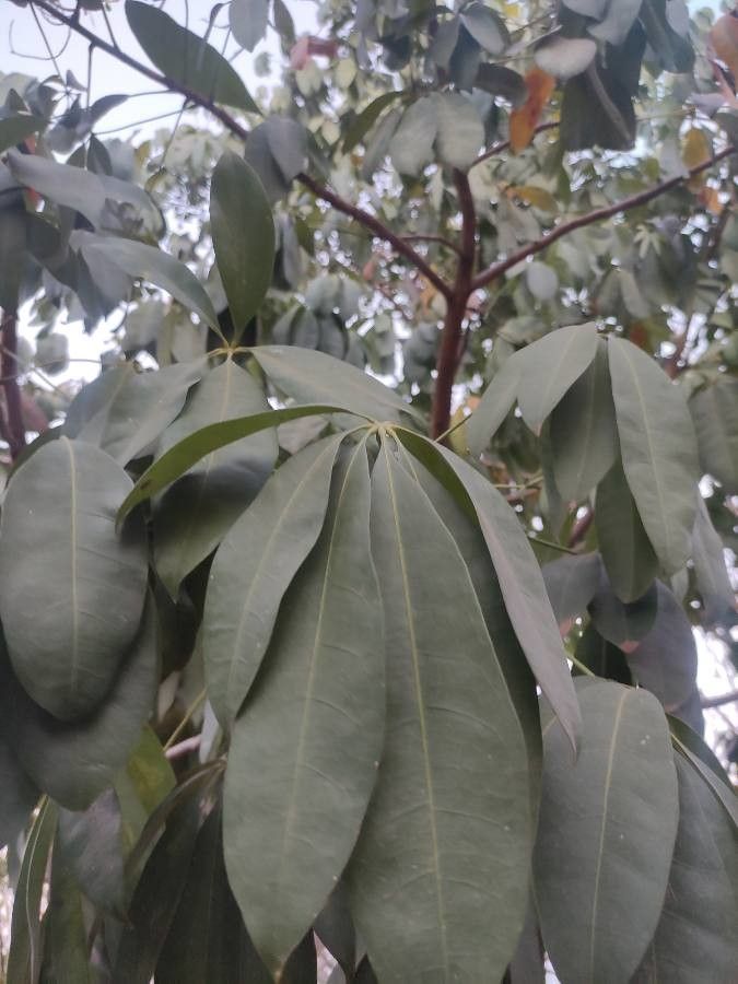 Schefflera macrostachya leaf