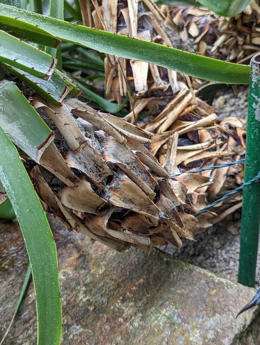 Puya parviflora bark
