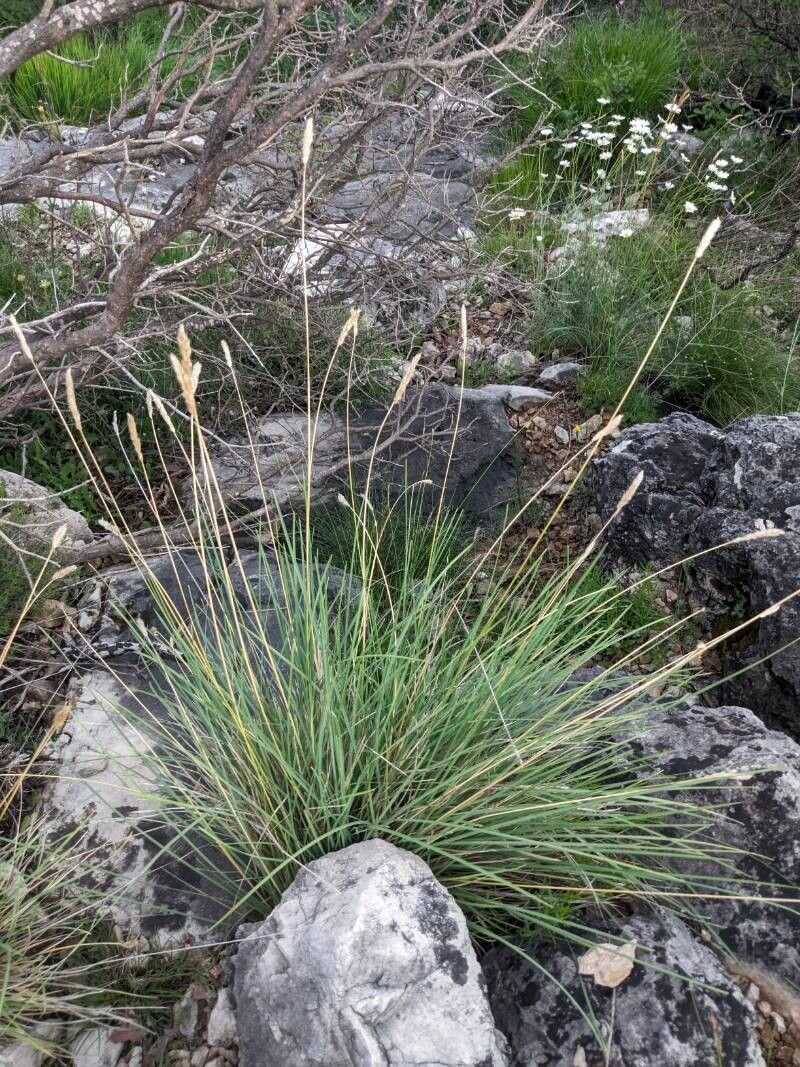 Sesleria robusta — houseplant care guide