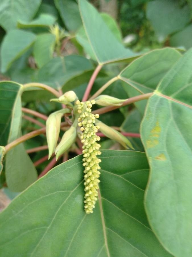 Homalanthus populneus flower