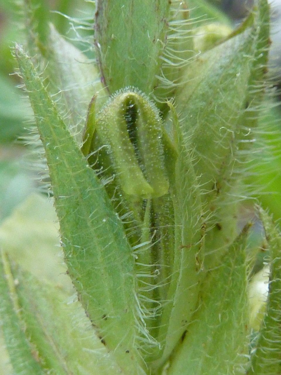 Asystasia guttata other