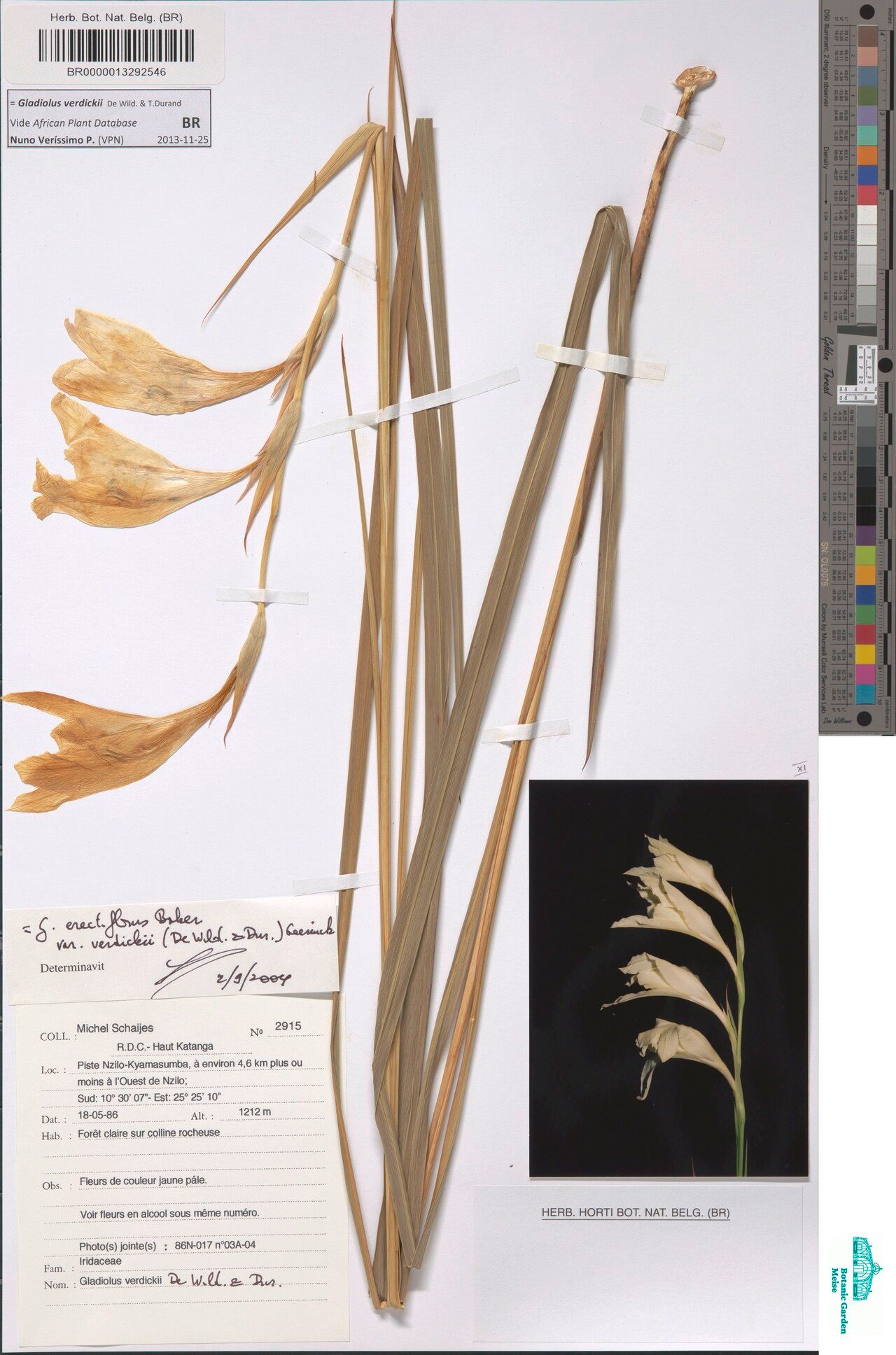 Gladiolus verdickii — search result for 'Gladiolus'