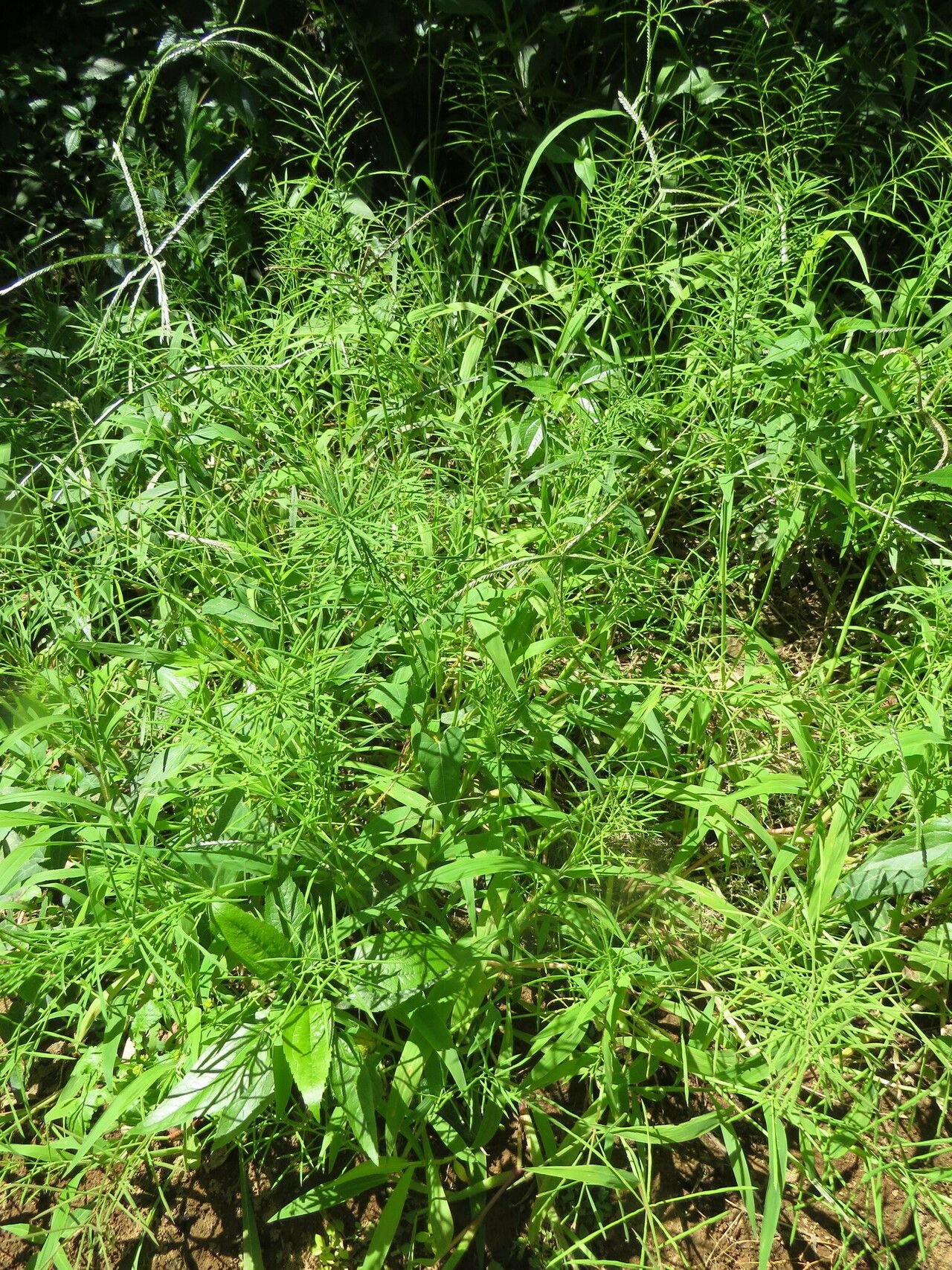 Paspalum repens habit