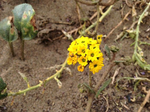Abronia latifolia habit