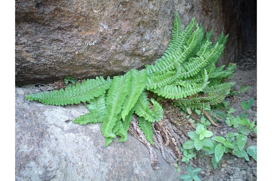 Polystichum scopulinum — search result for 'Polystichum'