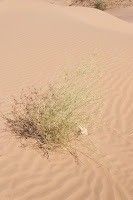 Deverra denudata habit