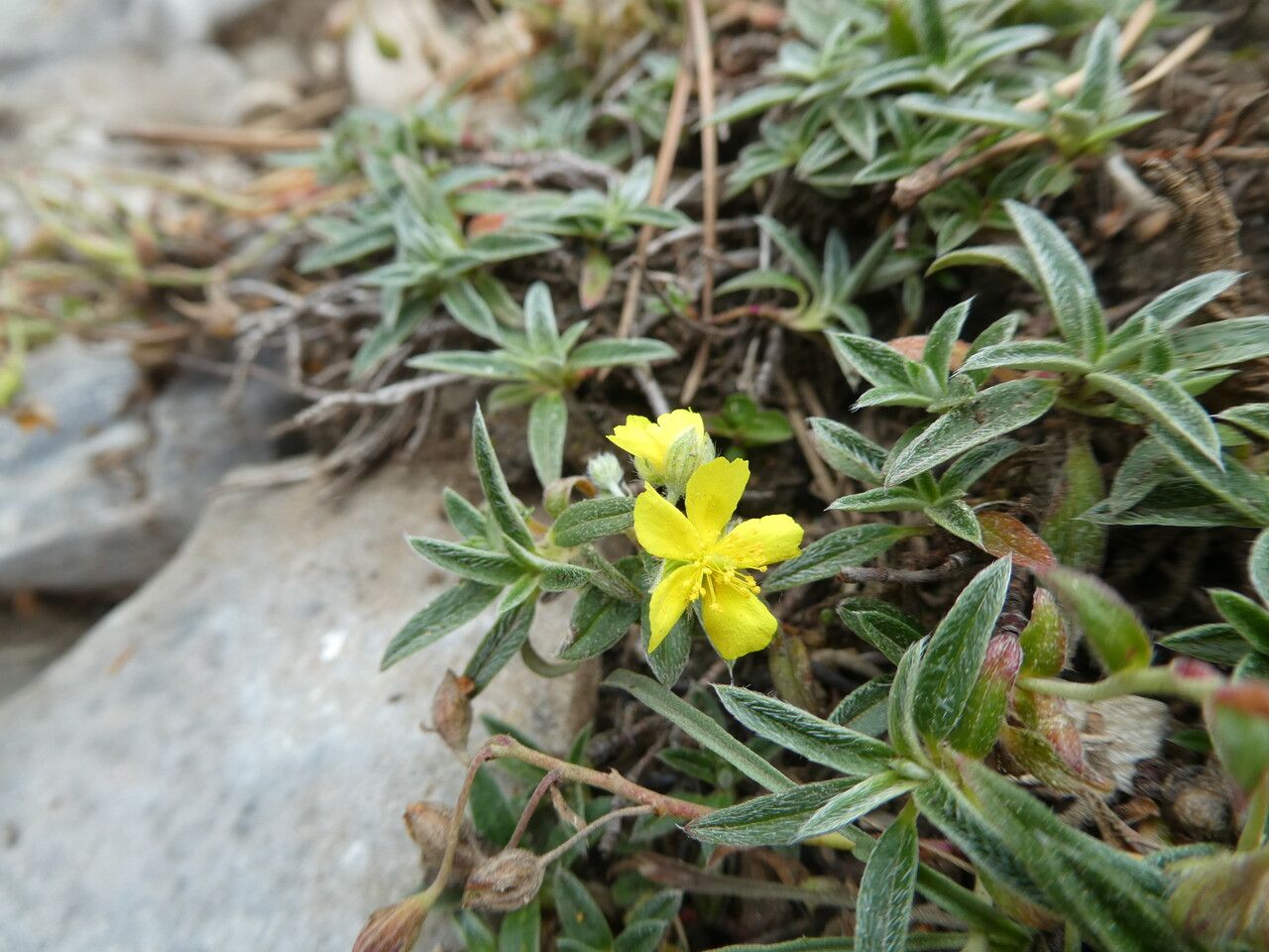 Helianthemum italicum habit