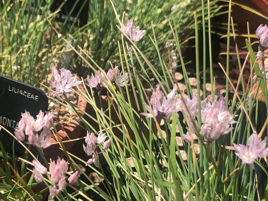 Allium schmitzii flower