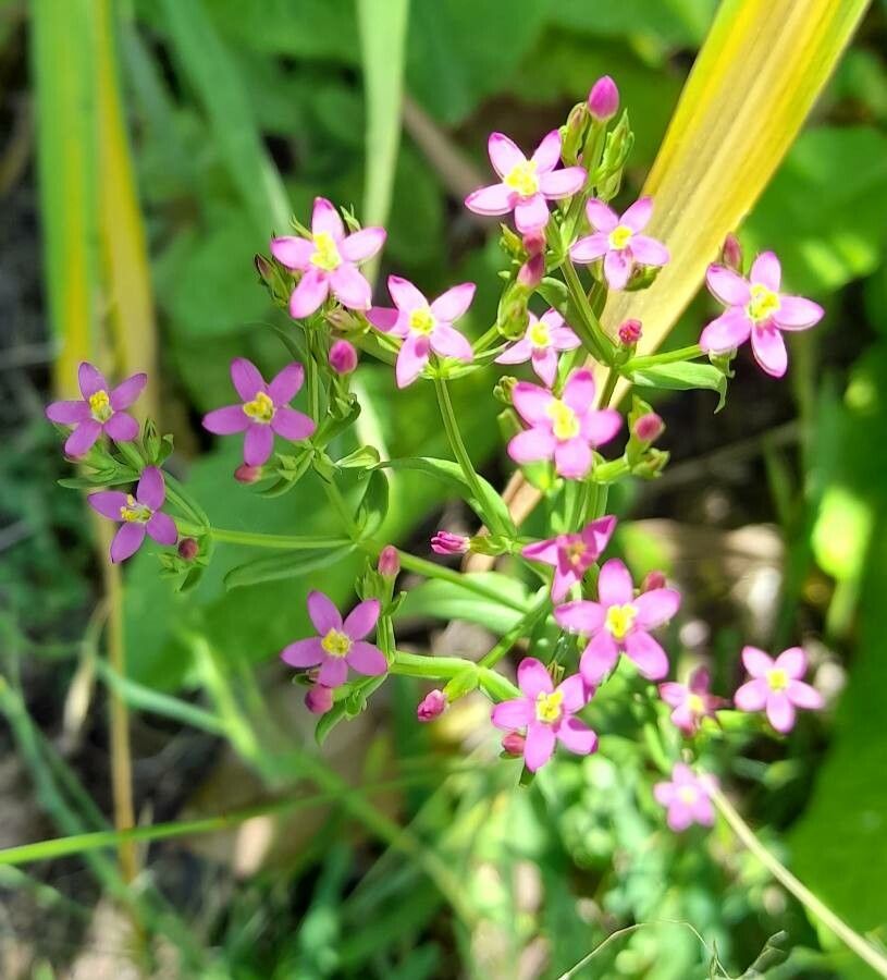Centaurium pulchellum flower