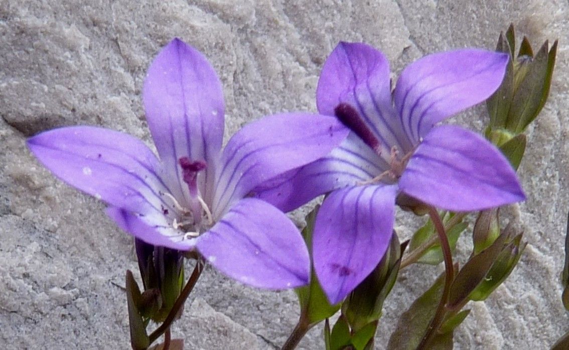 Campanula specularioides flower
