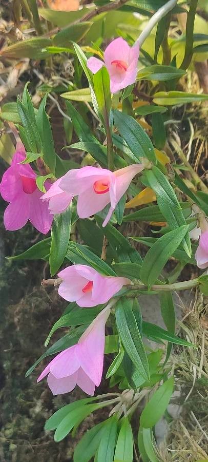 Dendrobium pseudoglomeratum — search result for 'Dendrobium'