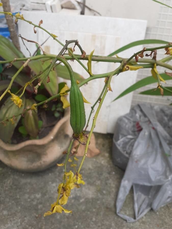 Oncidium altissimum fruit