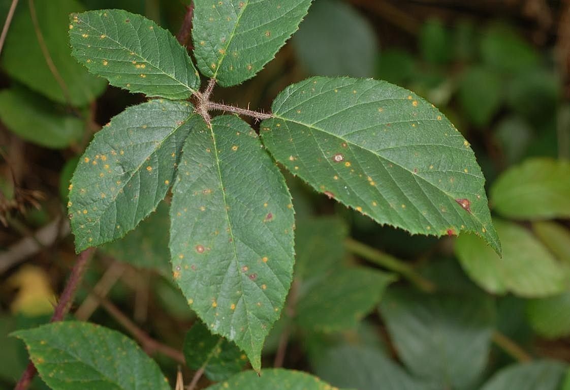 Rubus tauni leaf
