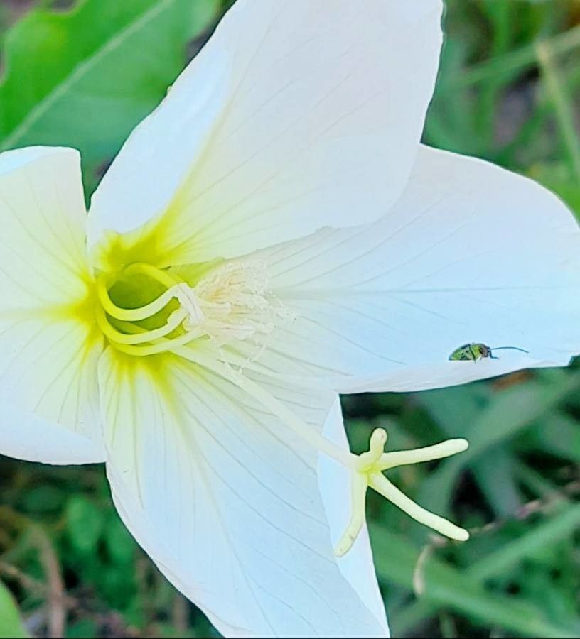 Oenothera centaureifolia flower