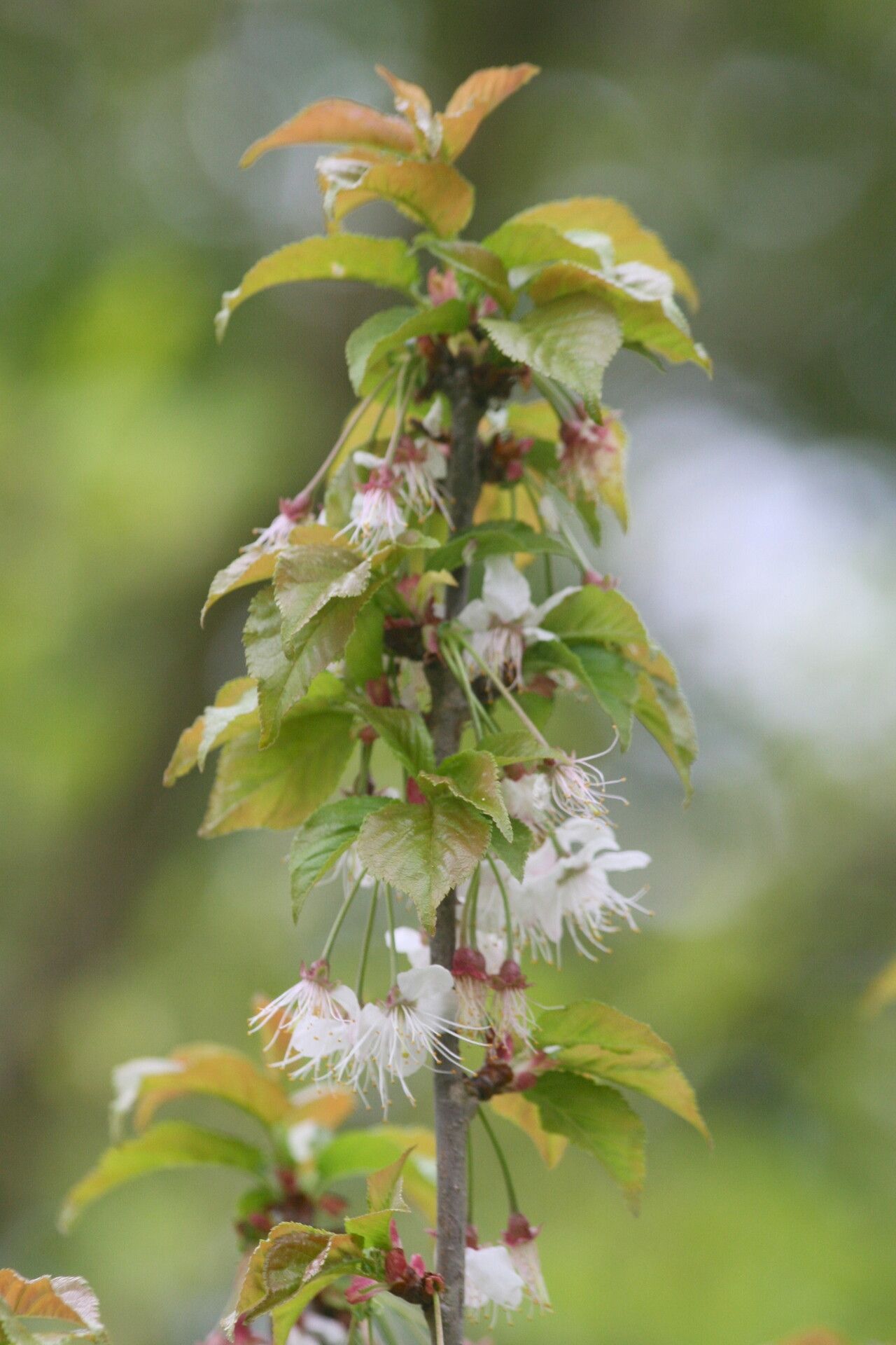 Prunus clarofolia — houseplant care guide