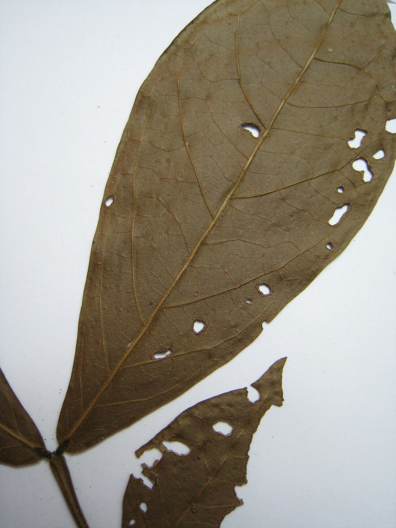 Inga brachystachys other