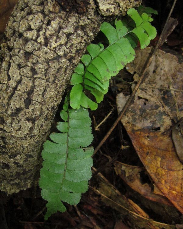 Lindsaea divaricata habit
