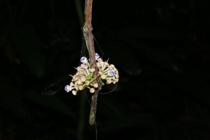 Memecylon macrodendron — search result for 'Memecylon'