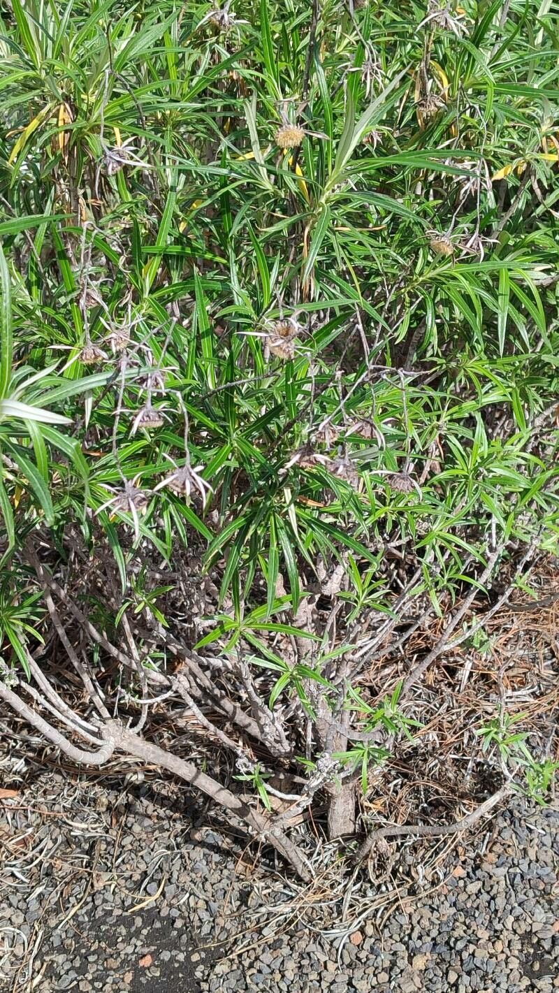 Carlina falcata habit