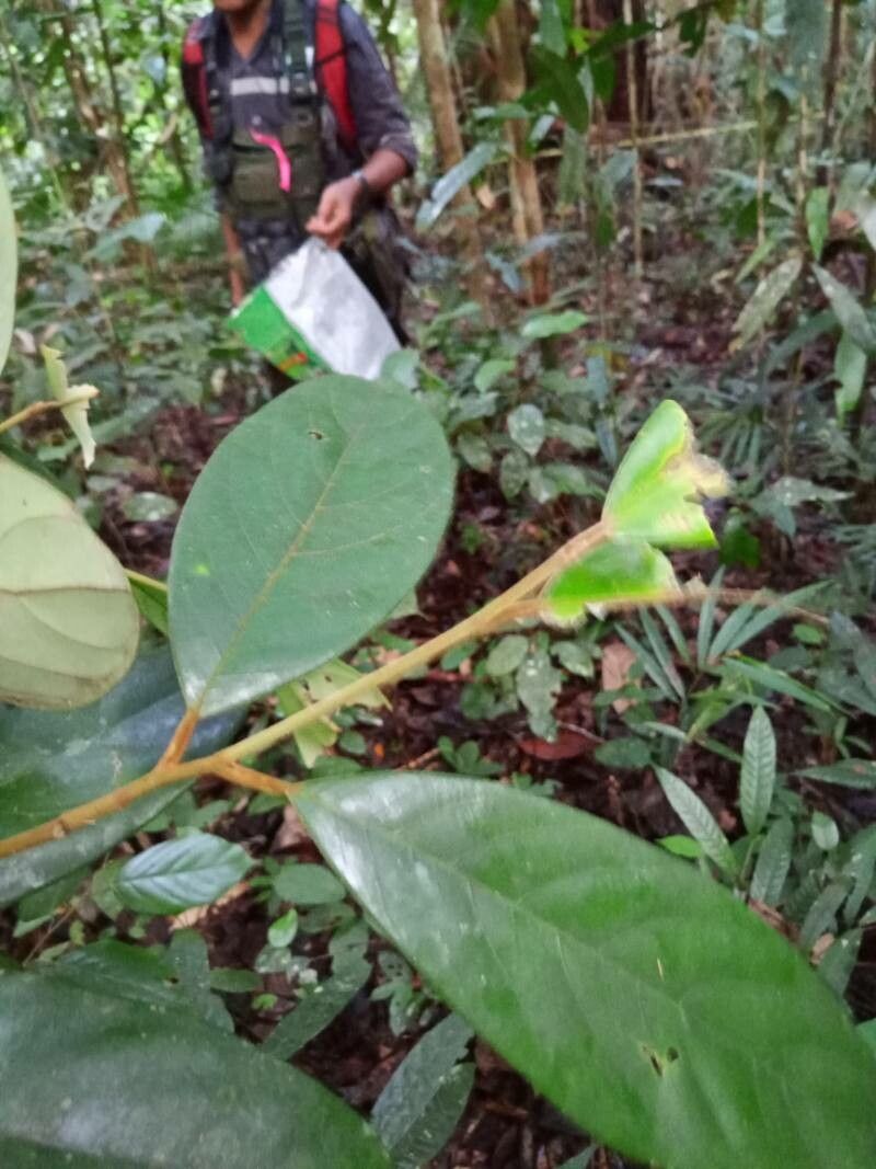 Symplocos barringtoniifolia — related species from the same genus