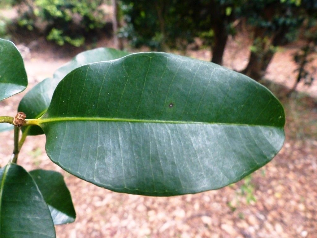 Syzygium pennelii — houseplant care guide