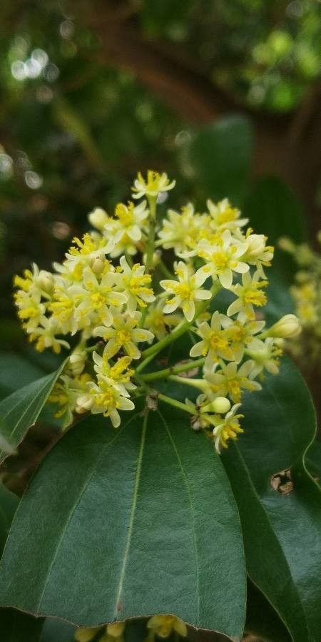 Cinnamomum japonicum flower