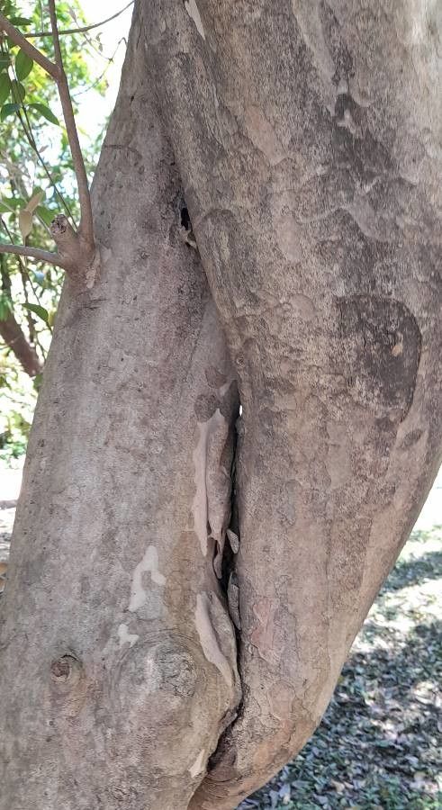 Eugenia uruguayensis bark