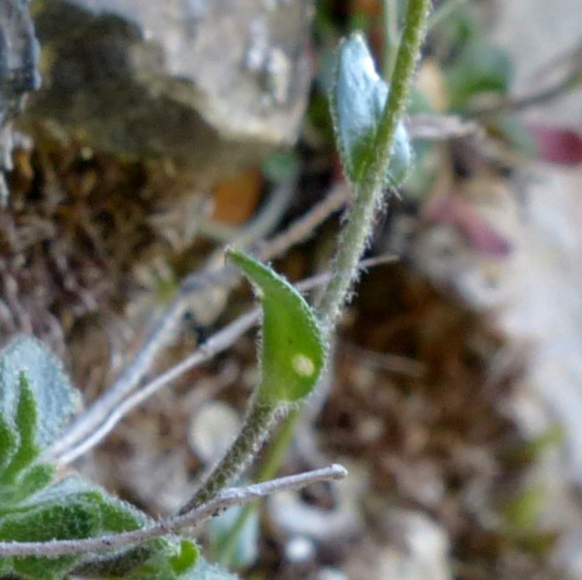 Arabis serpillifolia leaf