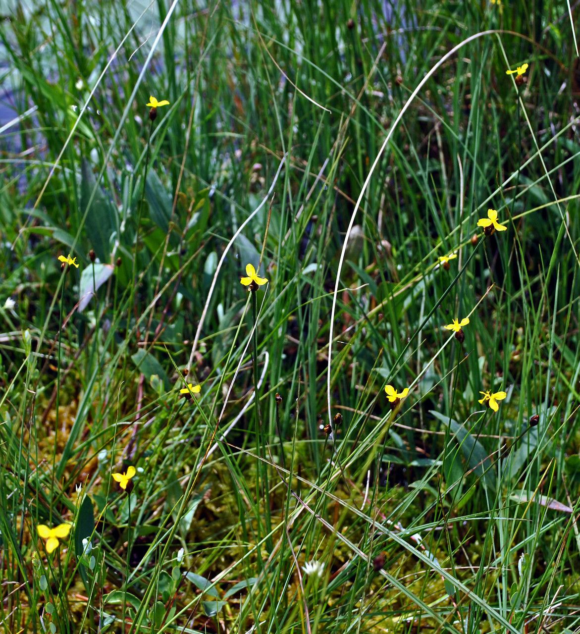 Xyris montana habit
