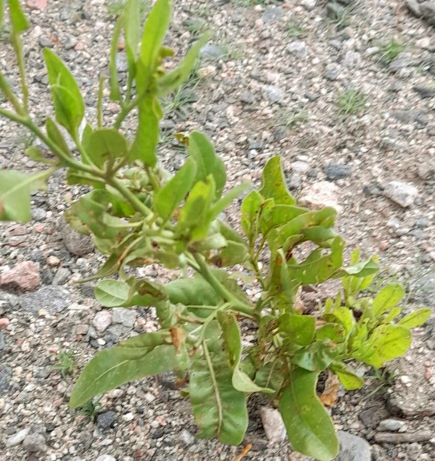 Nicotiana paa — search result for 'Nicotiana'