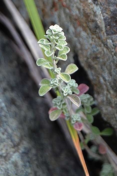 Alyssum bertolonii leaf