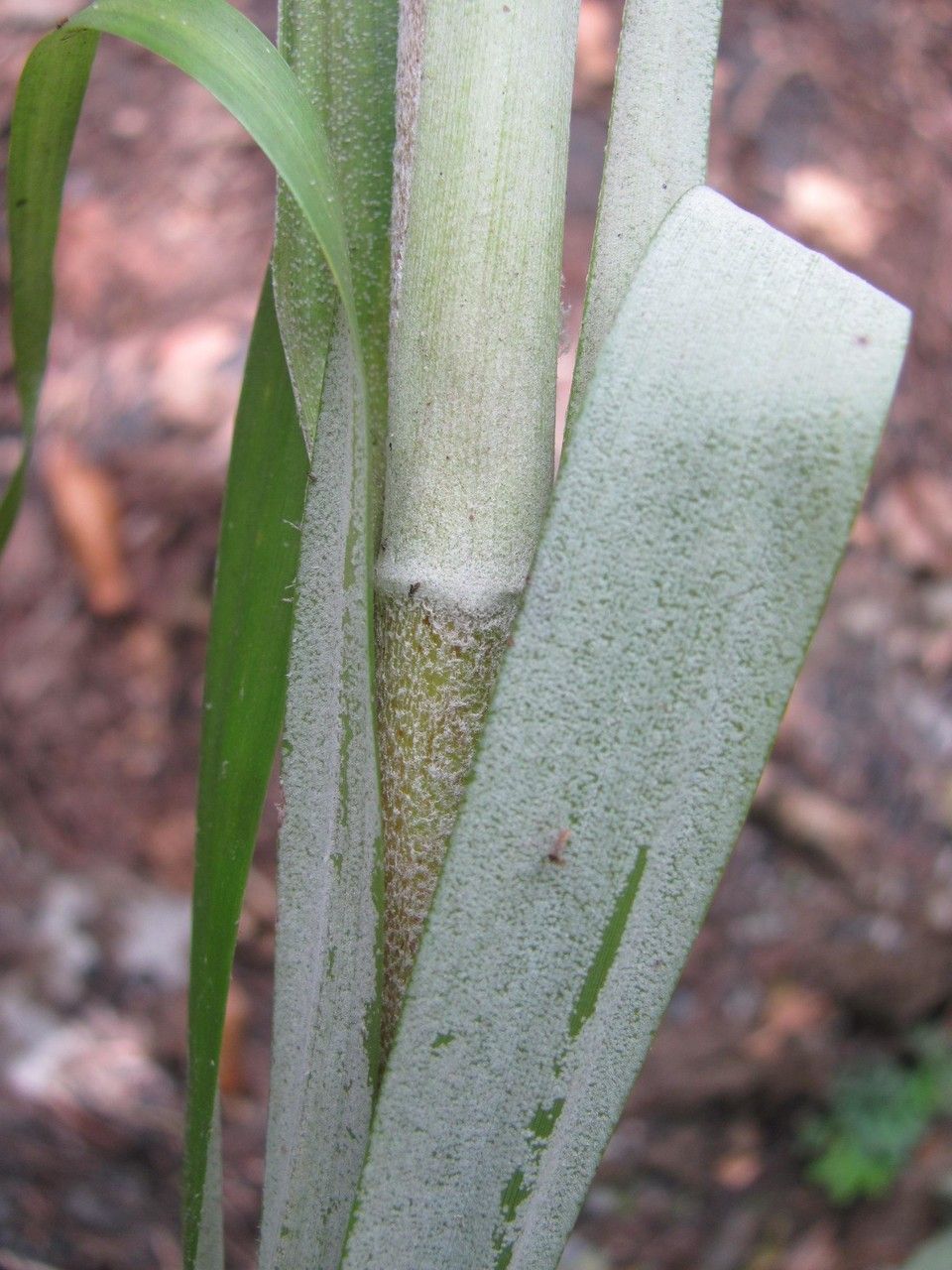 Pitcairnia megasepala — search result for 'Pitcairnia'