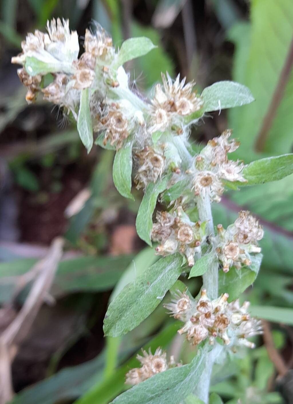 Gamochaeta subfalcata habit