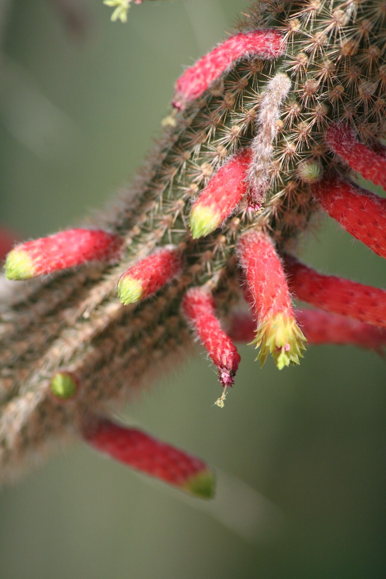 Cleistocactus smaragdiflorus flower
