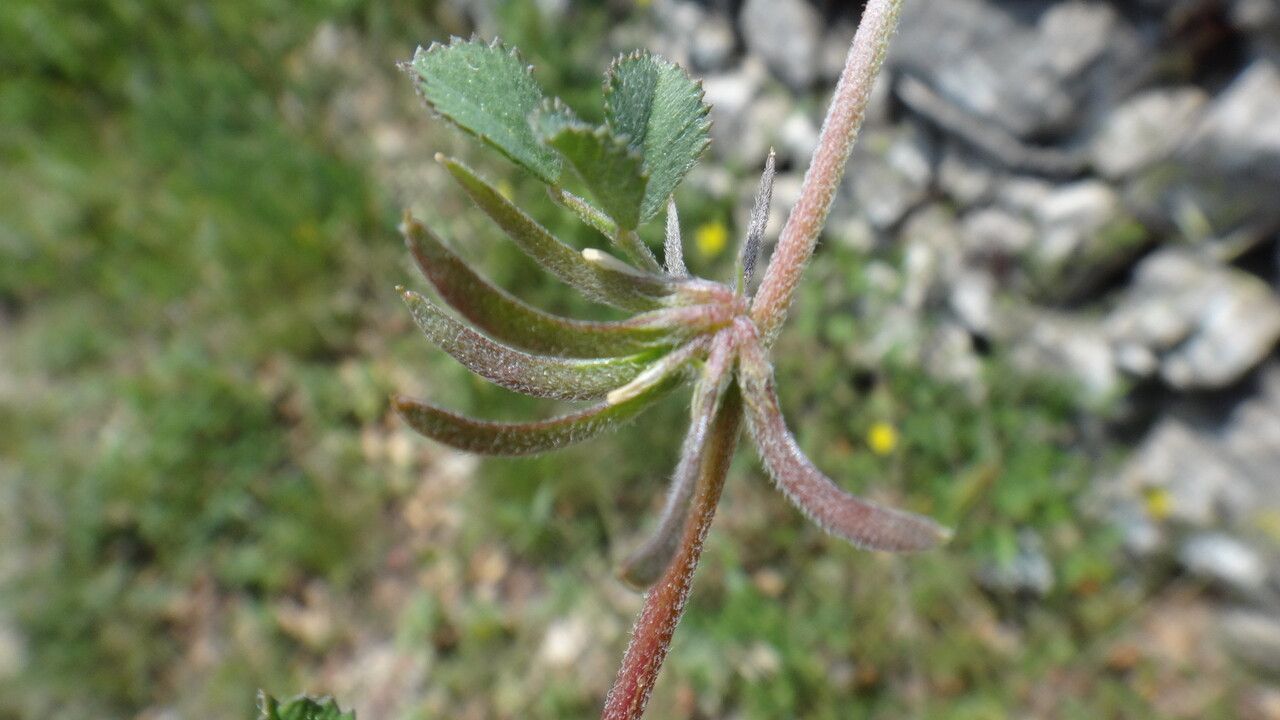 Medicago monspeliaca fruit