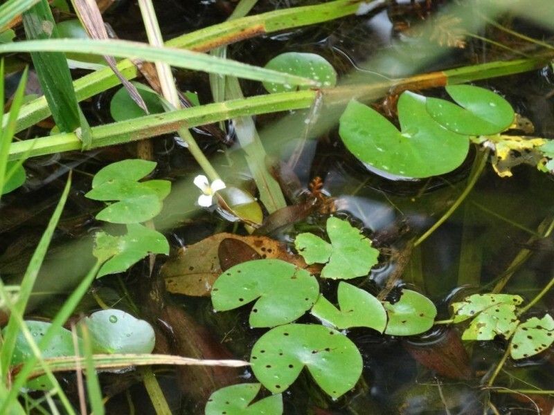 Nymphaea heudelotii — search result for 'Nymphaea'