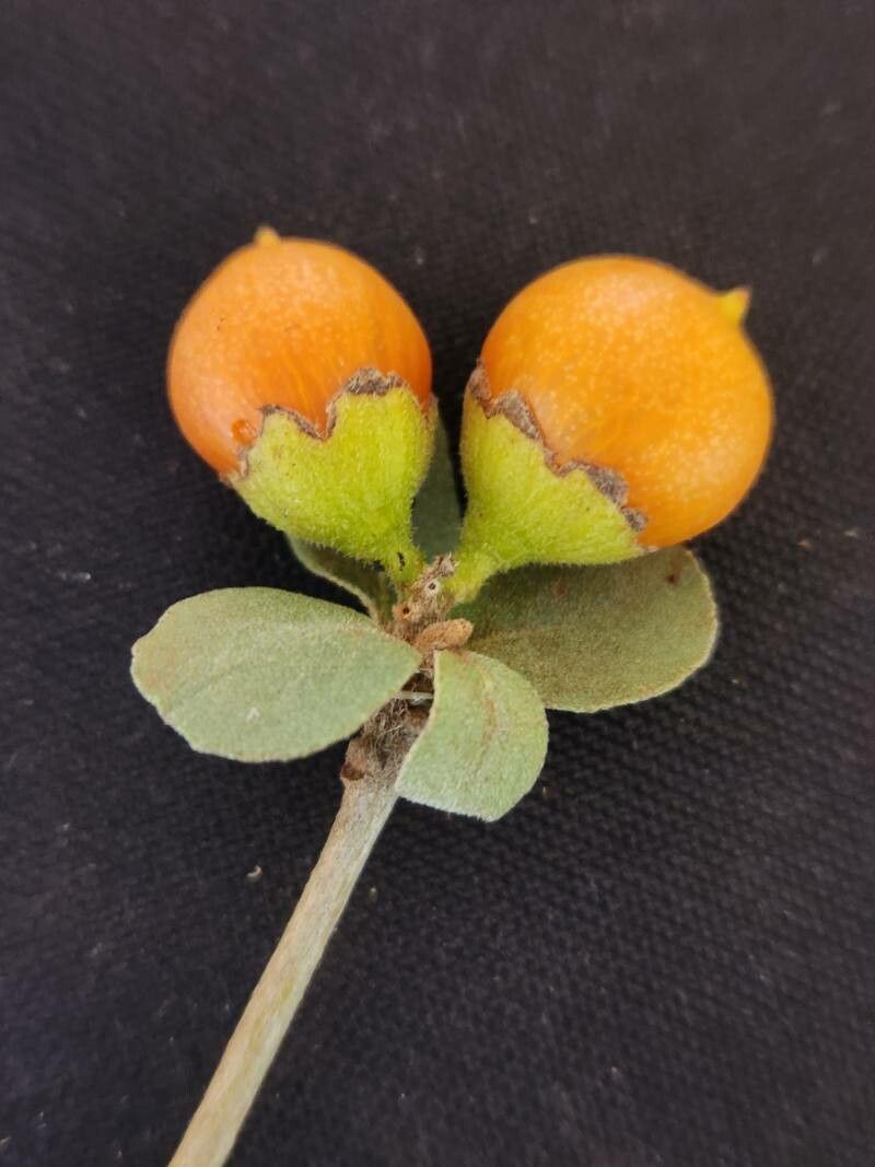Cordia quercifolia fruit