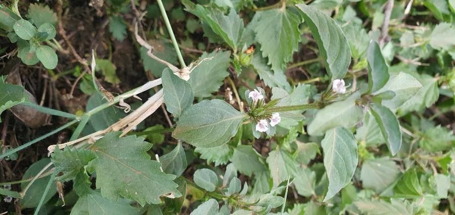 Dyschoriste clinopodioides — related species from the same genus